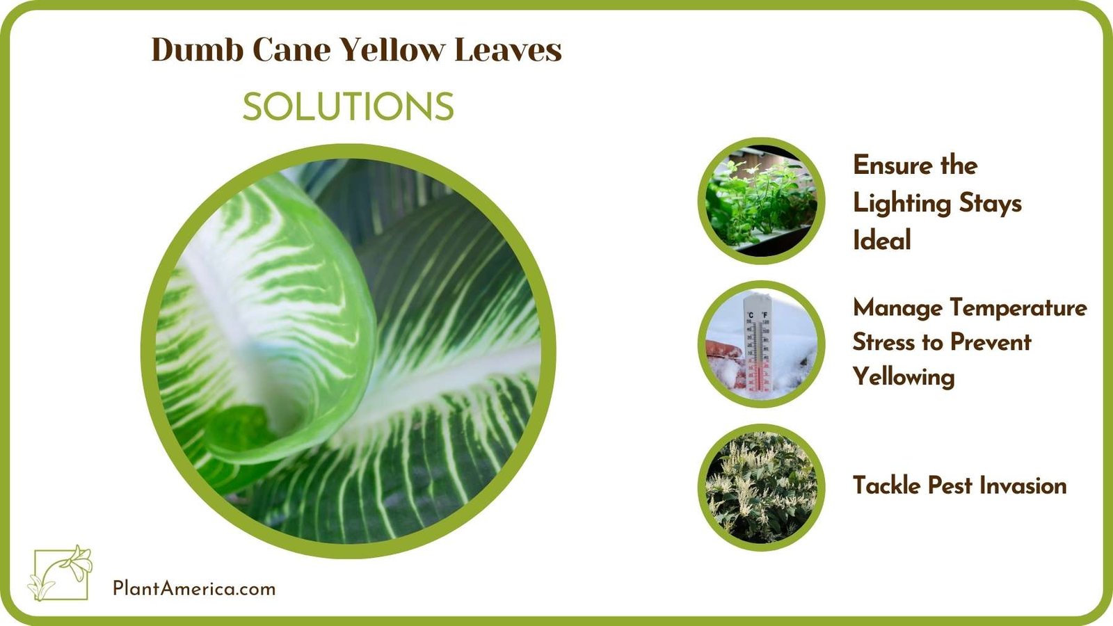 Treats For Dumb Cane Yellow Leaves Plant America
