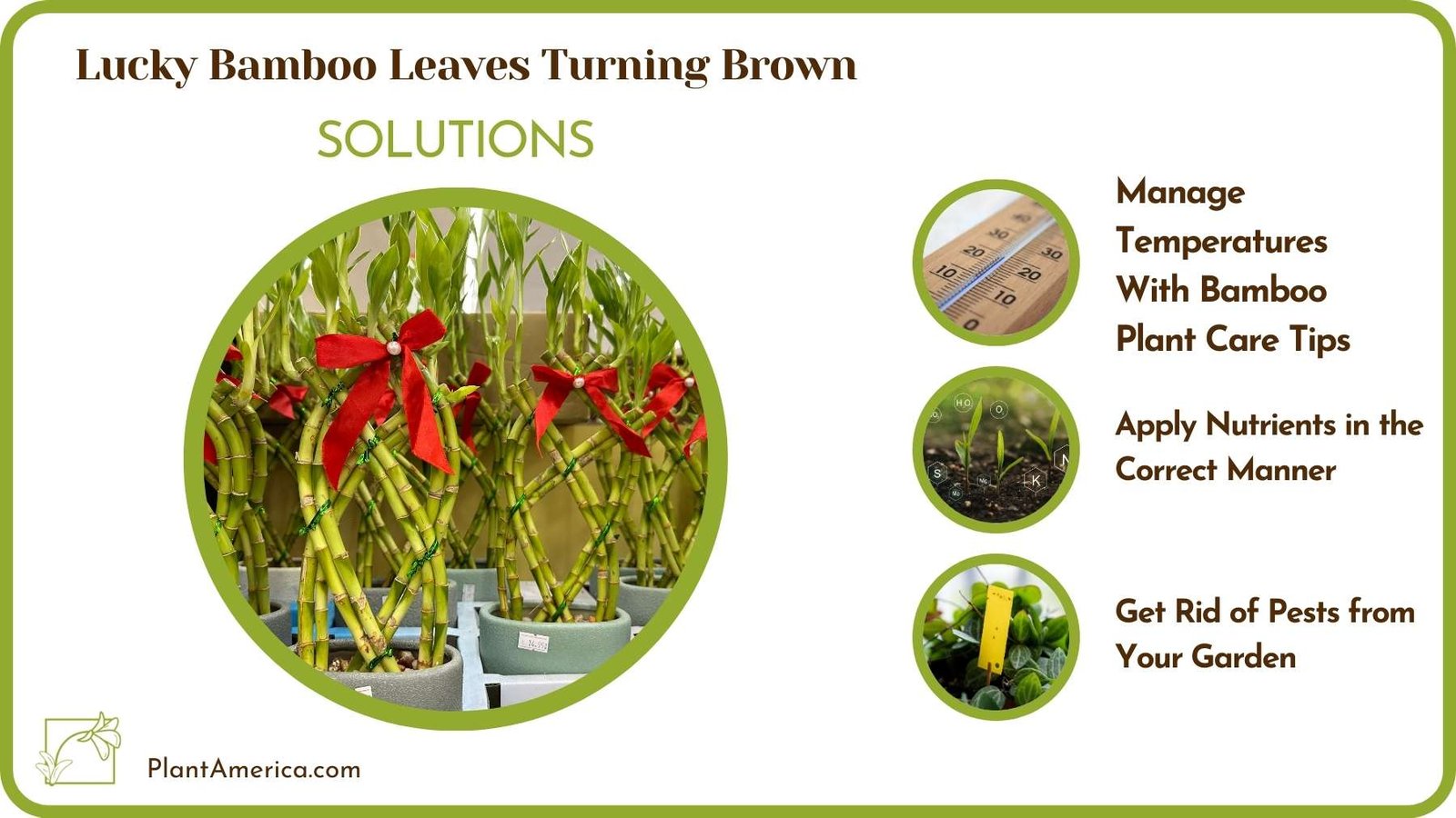 Treats For Lucky Bamboo Leaves Turning Brown Plant America