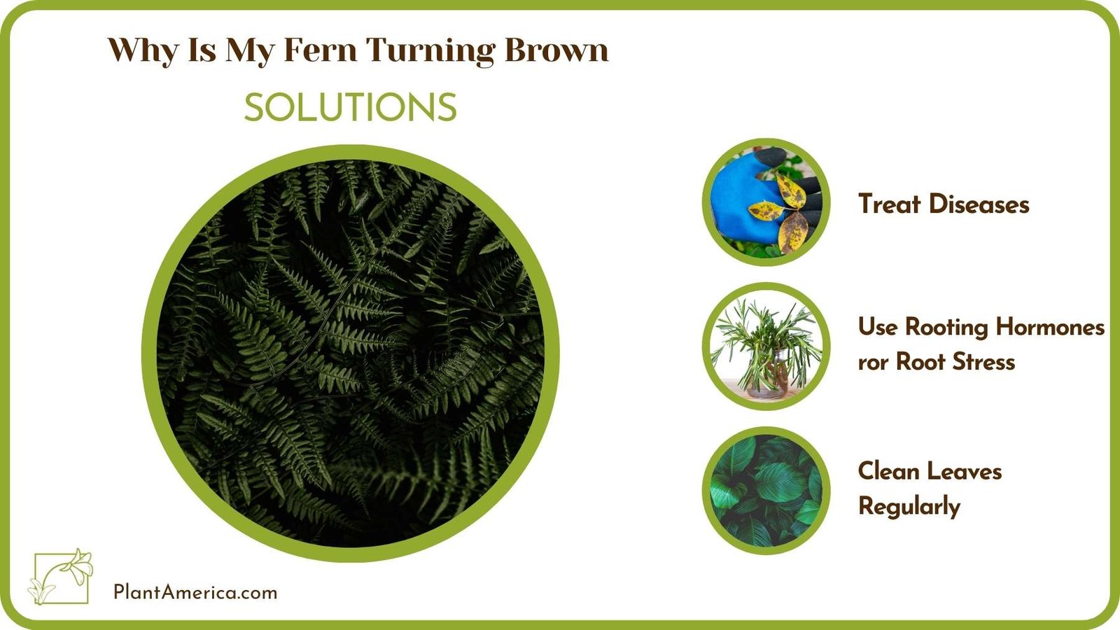 Treats For Why Is My Fern Turning Brown Plant America
