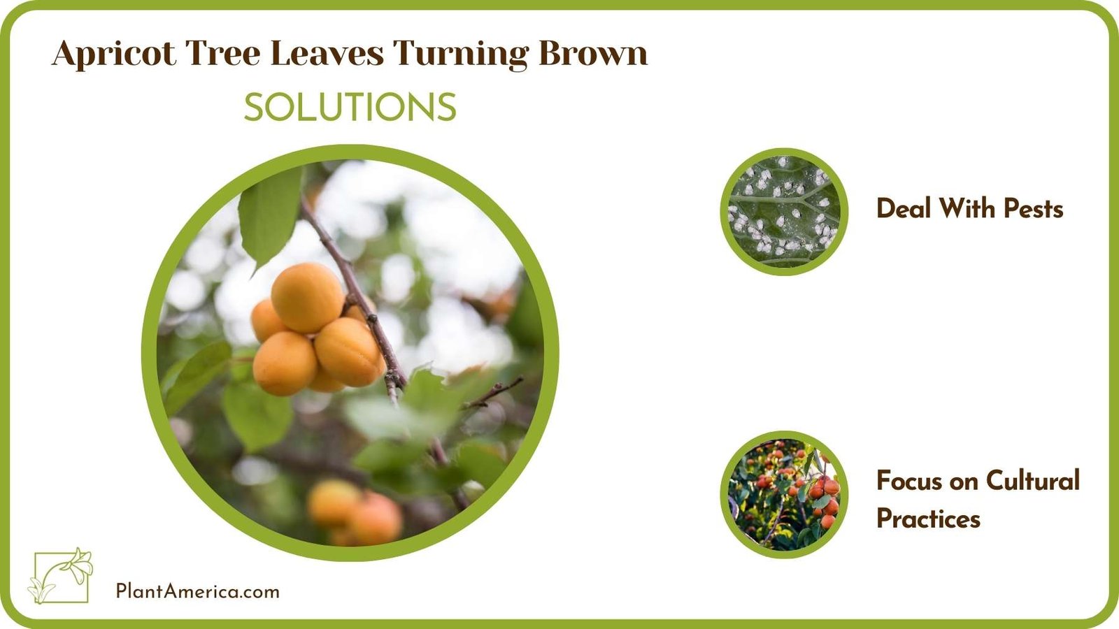Treats Of Apricot Tree Leaves Turning Brown Plant America