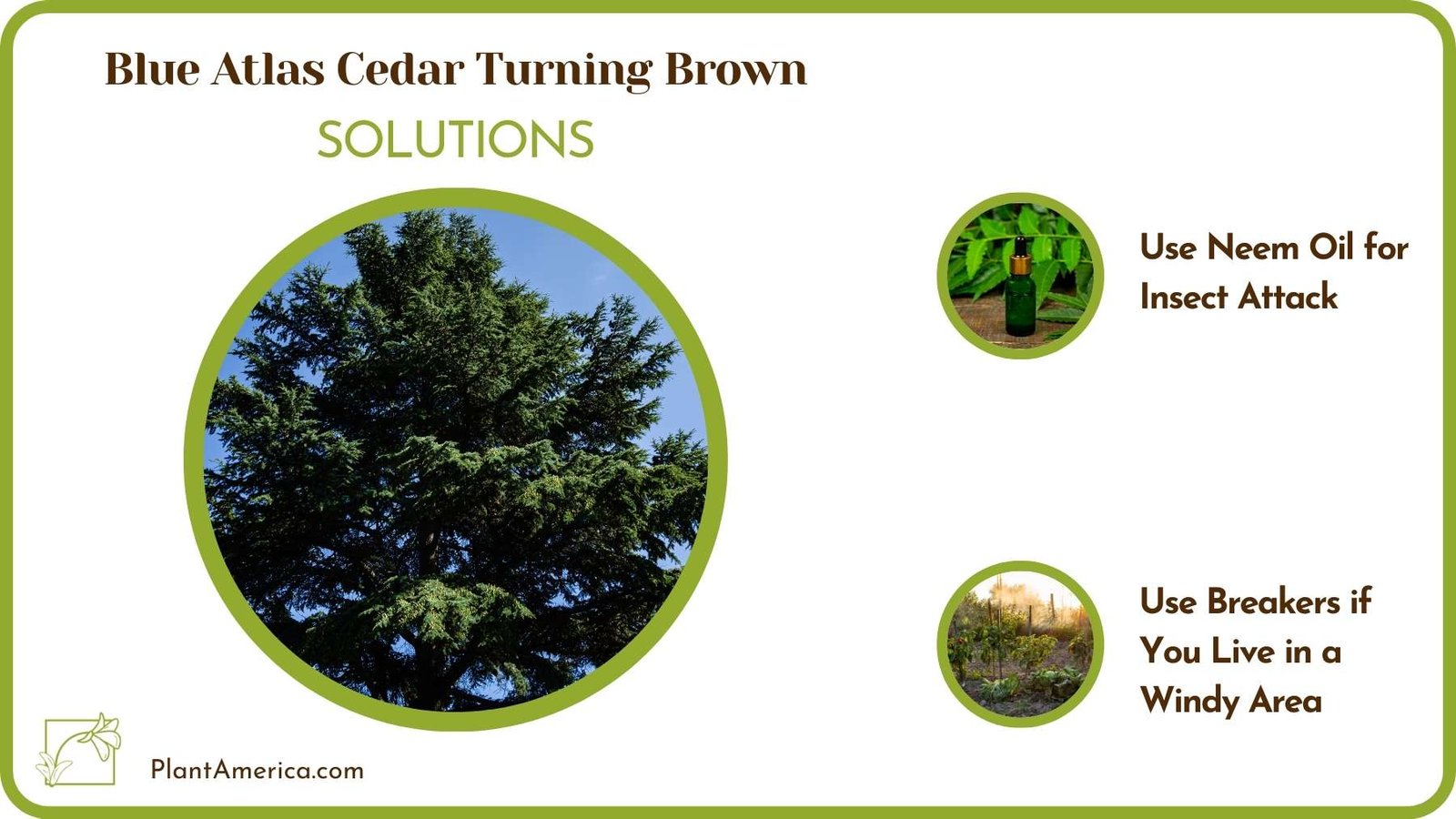 Treats Of Blue Atlas Cedar Turning Brown Plant America