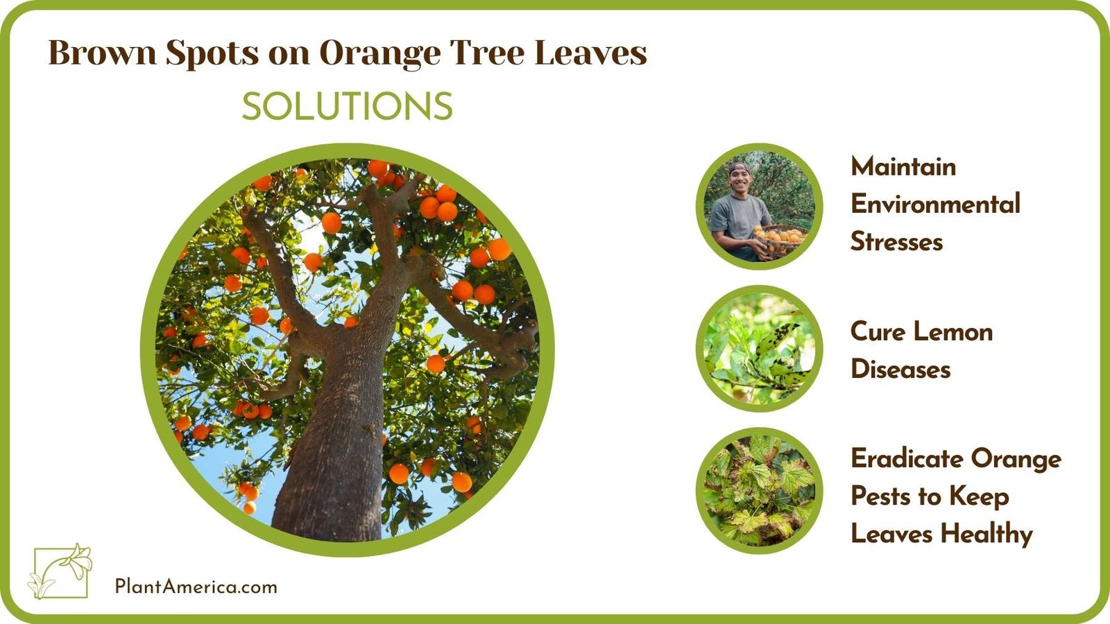 Treats Of Brown Spots on Orange Tree Leaves Plant America