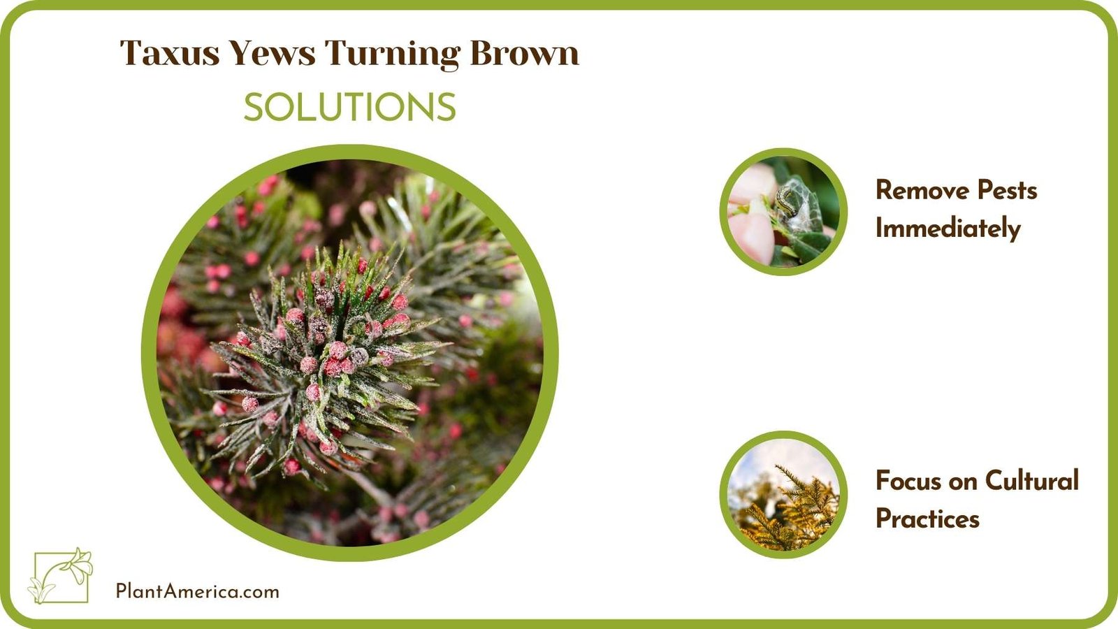 Treats Of Taxus Yews Turning Brown Plant America