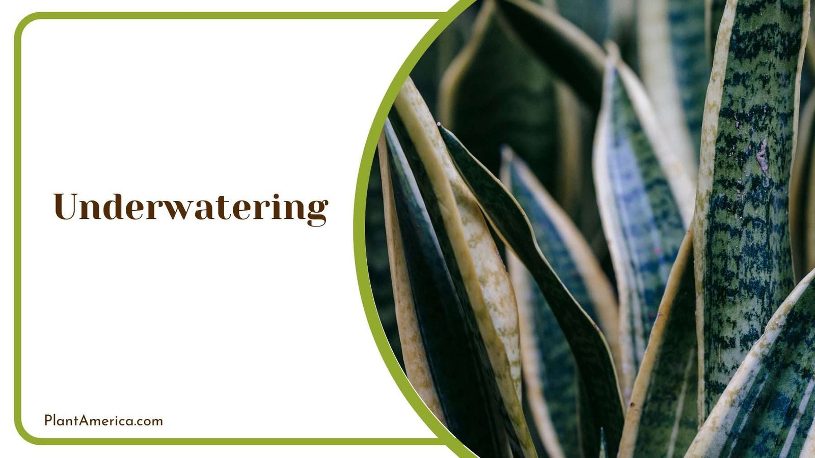 Underwatering Snake Plants Plant America