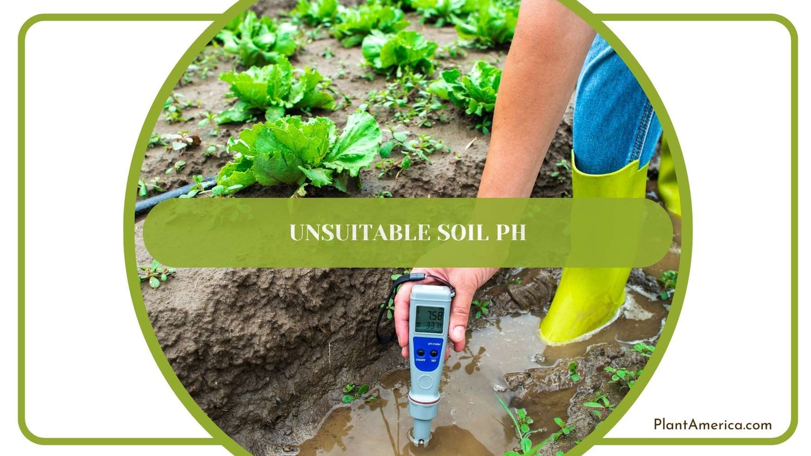 Unsuitable Soil pH Plant America