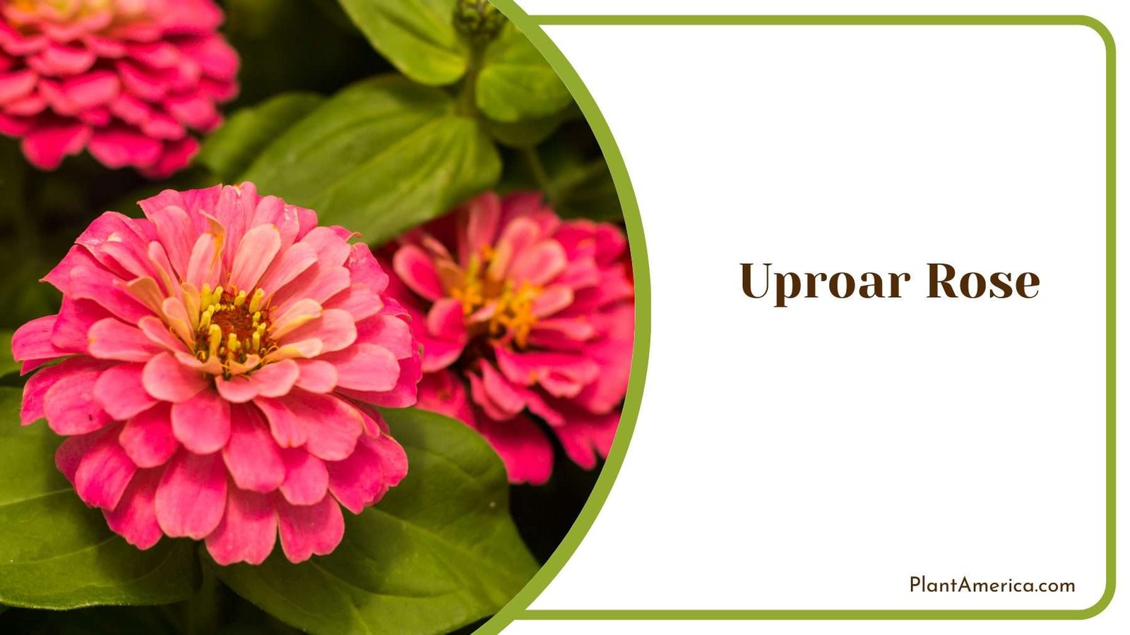 Uproar Rose Zinnias Plant America