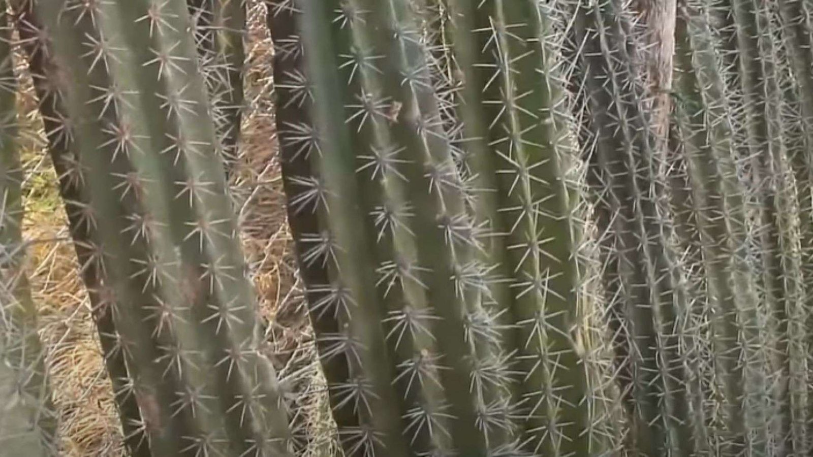 Uses of Mexican Fencepost Cactus Plant America