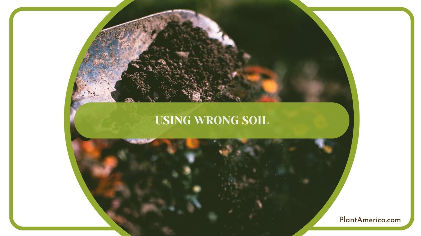 Using Wrong Soil Closer Look Plant America