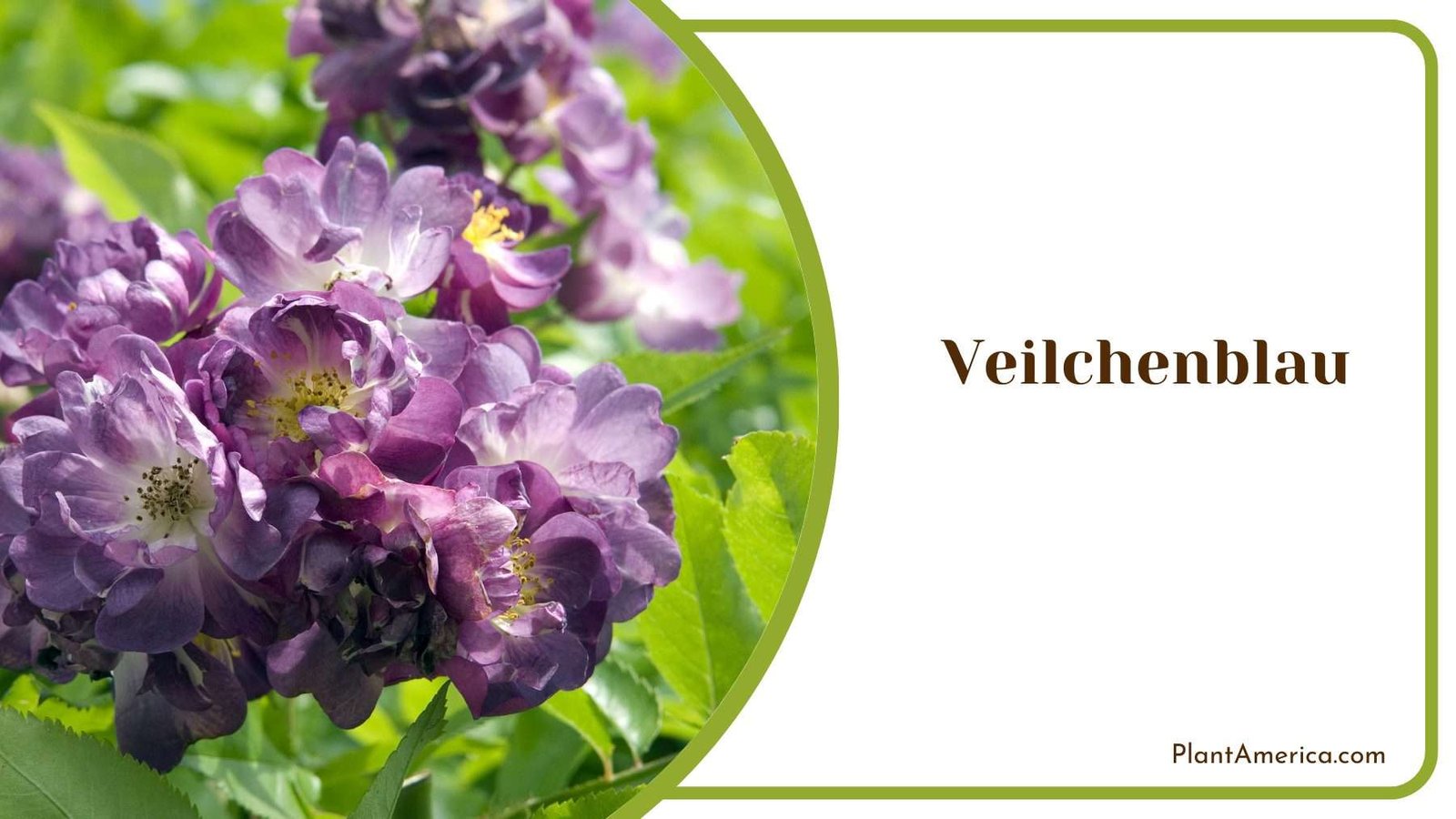 Veilchenblau Rose Plant America