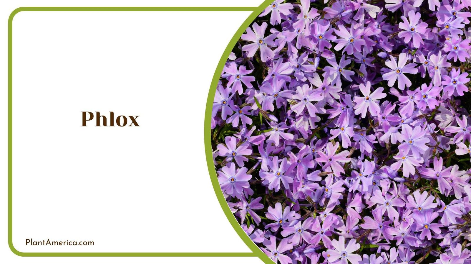 Vibrant Phlox Flower Plant America