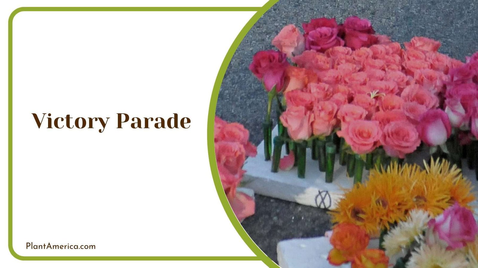 Victory Parade Plant America