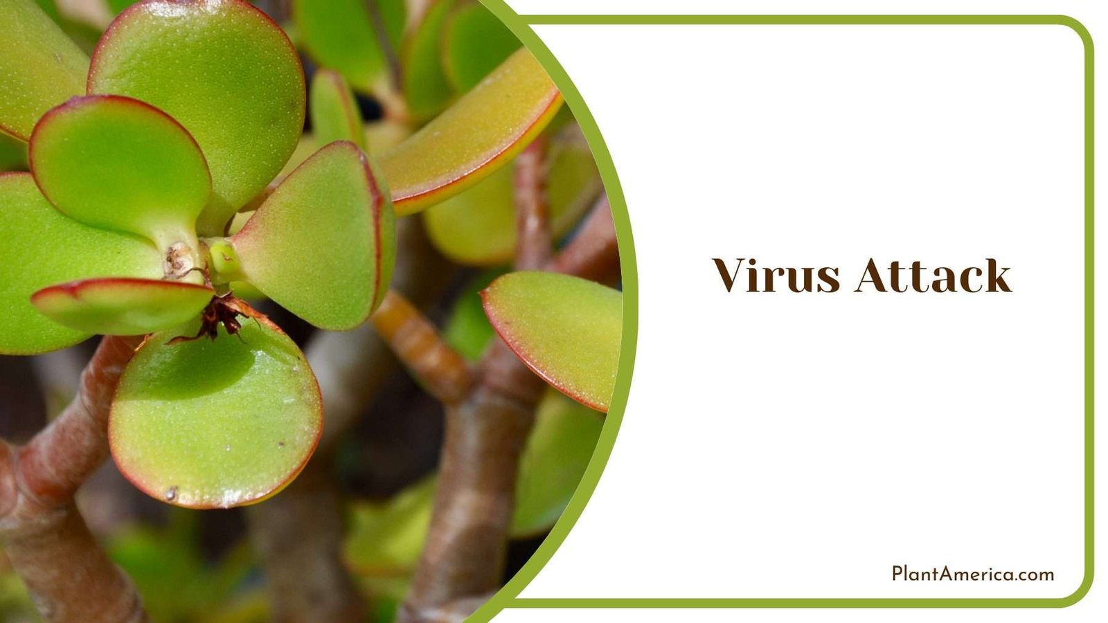 Virus Attack on Plants Plant America