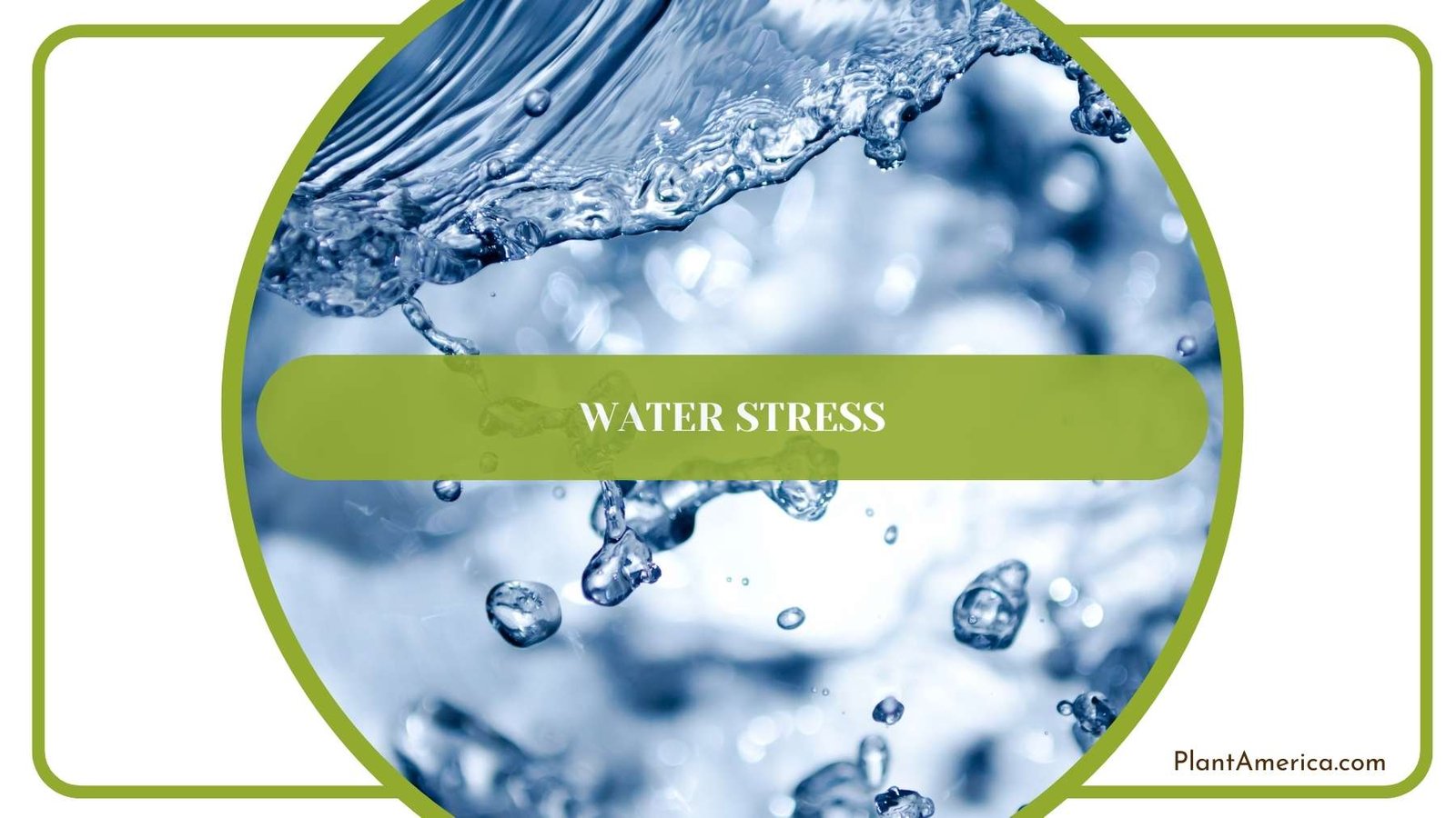Water Close Up Image Plant America Water Close Up Image Plant America