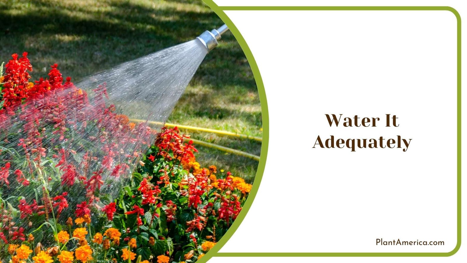 Water It Adequately In Close Shot Plant America