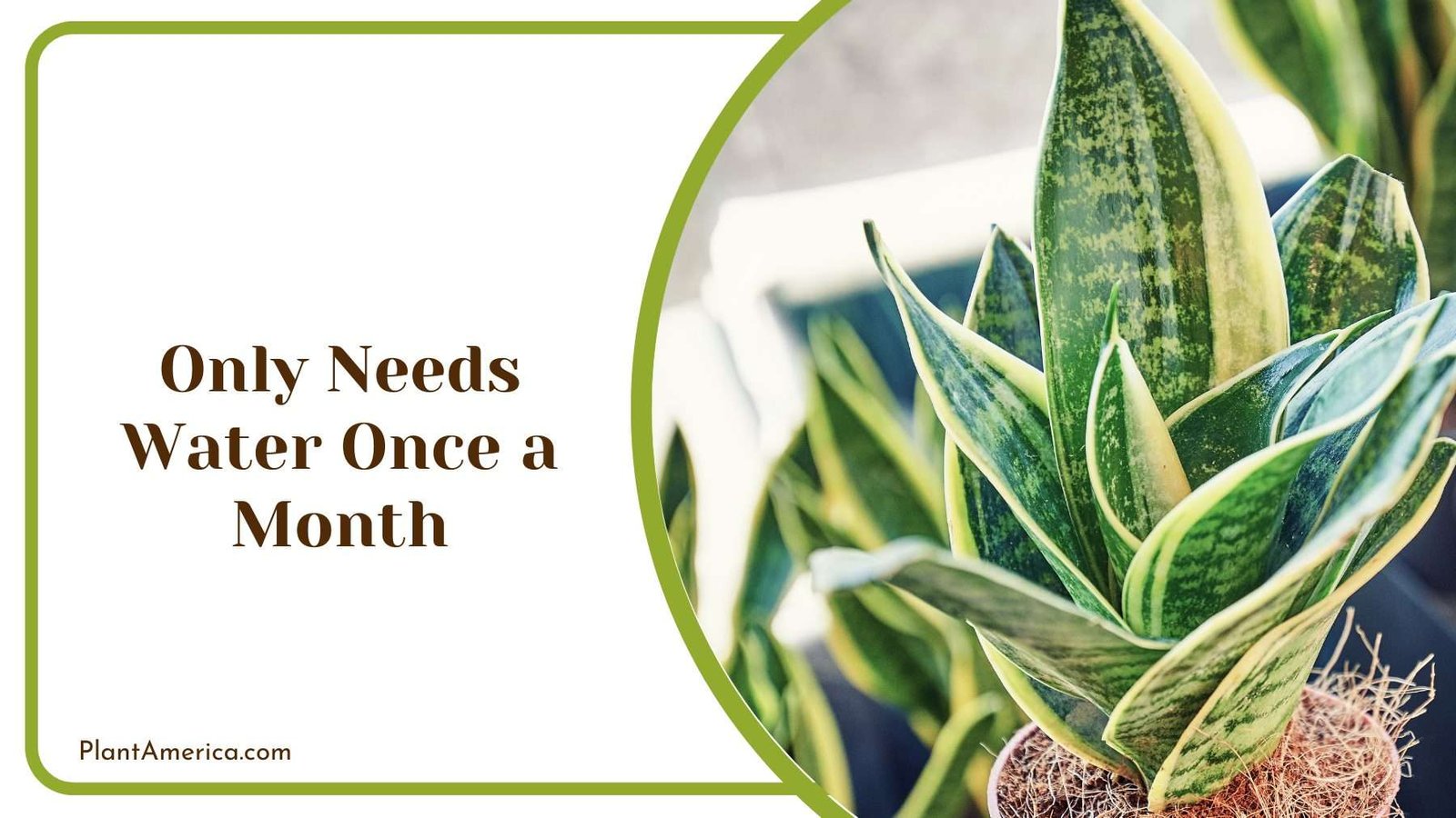 Watering Snake Plant Plant America