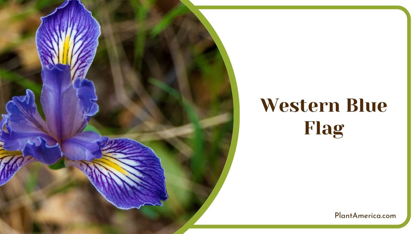Western Blue Flag Flower Plant America