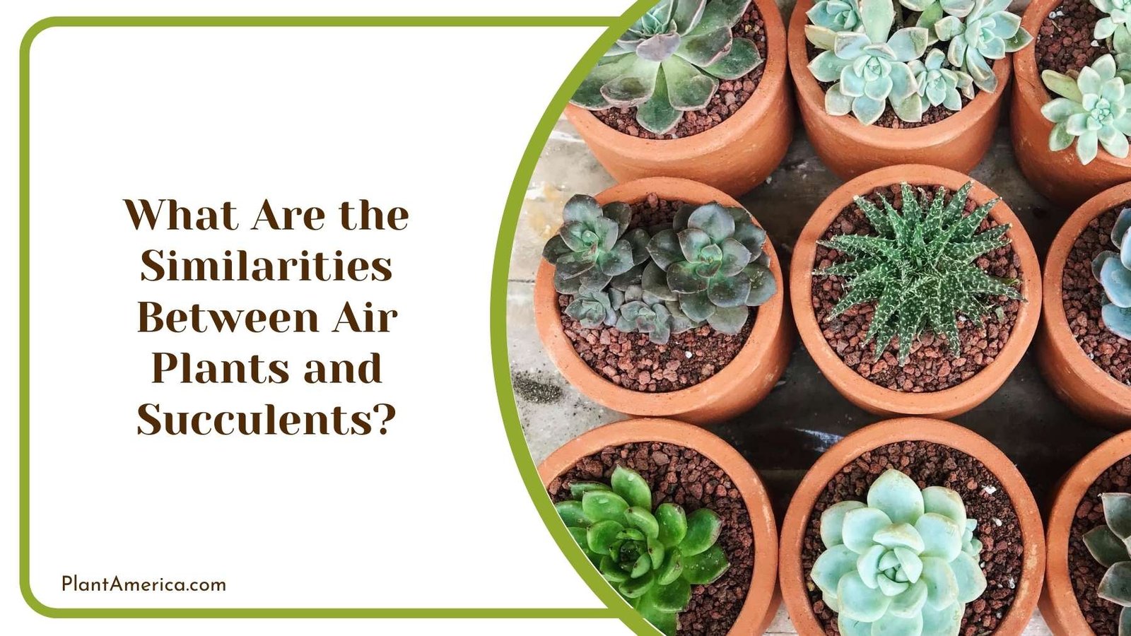 What Are the Similarities Between Air Plants and Succulents Plant America