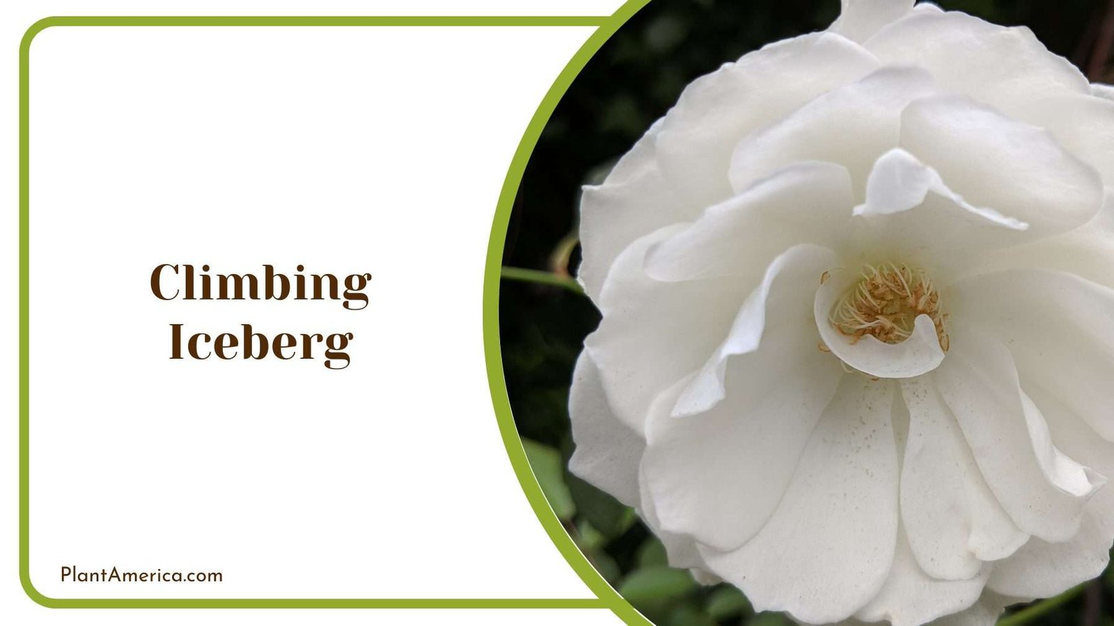 White Climbing Iceberg Plant America