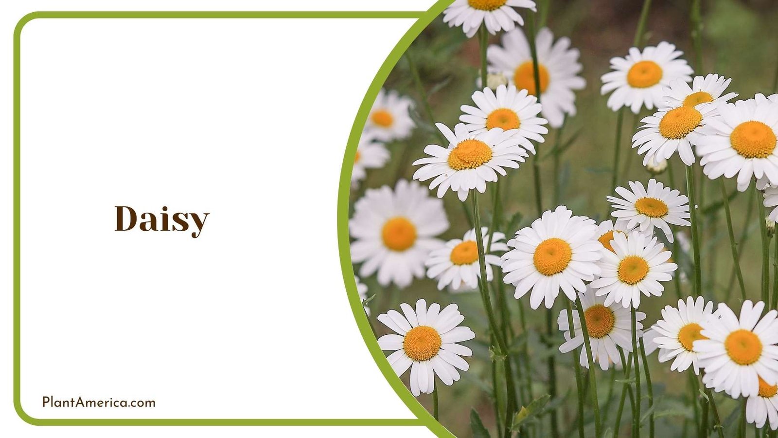 White Daisy Plant America