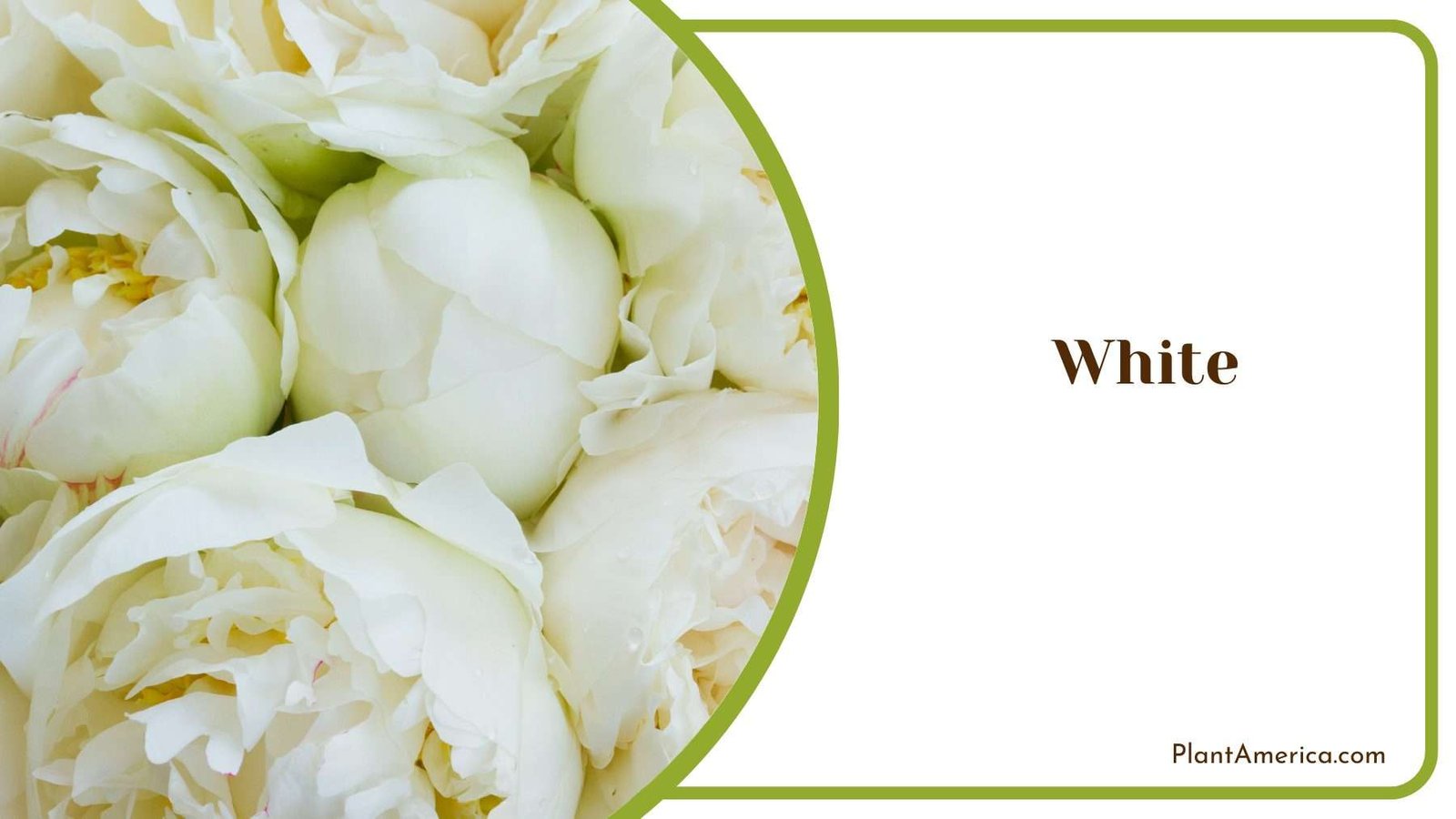 White Peony Flowers Plant America