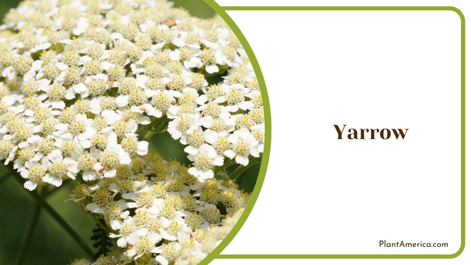 White Yarrow Plant America