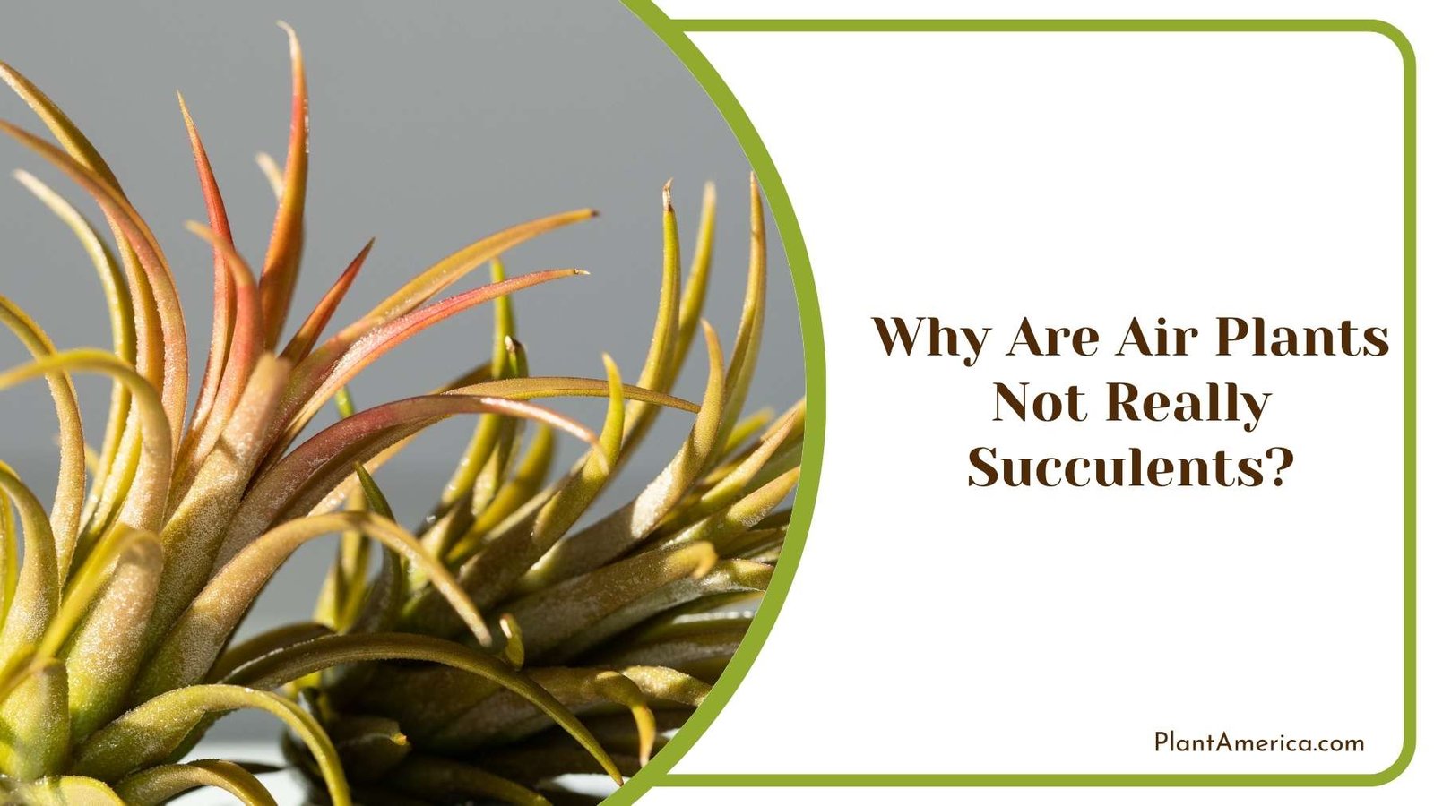 Why Are Air Plants Not Really Succulents Plant America