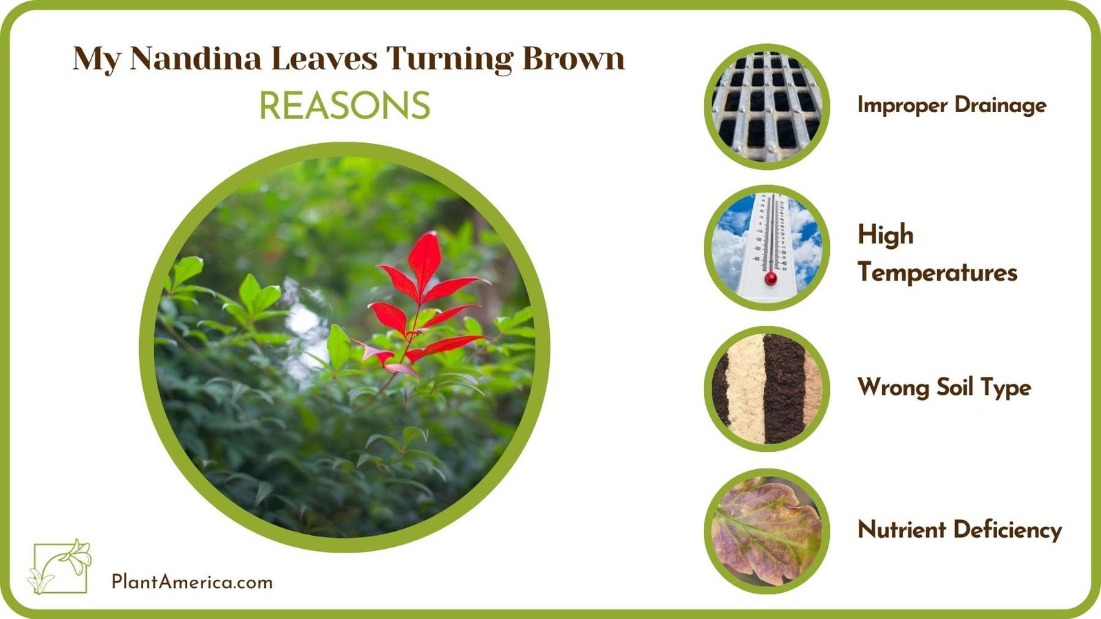 Why Are My Nandina Leaves Turning Brown Plant America