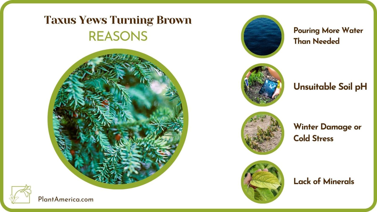 Why Are Taxus Yews Turning Brown Plant America