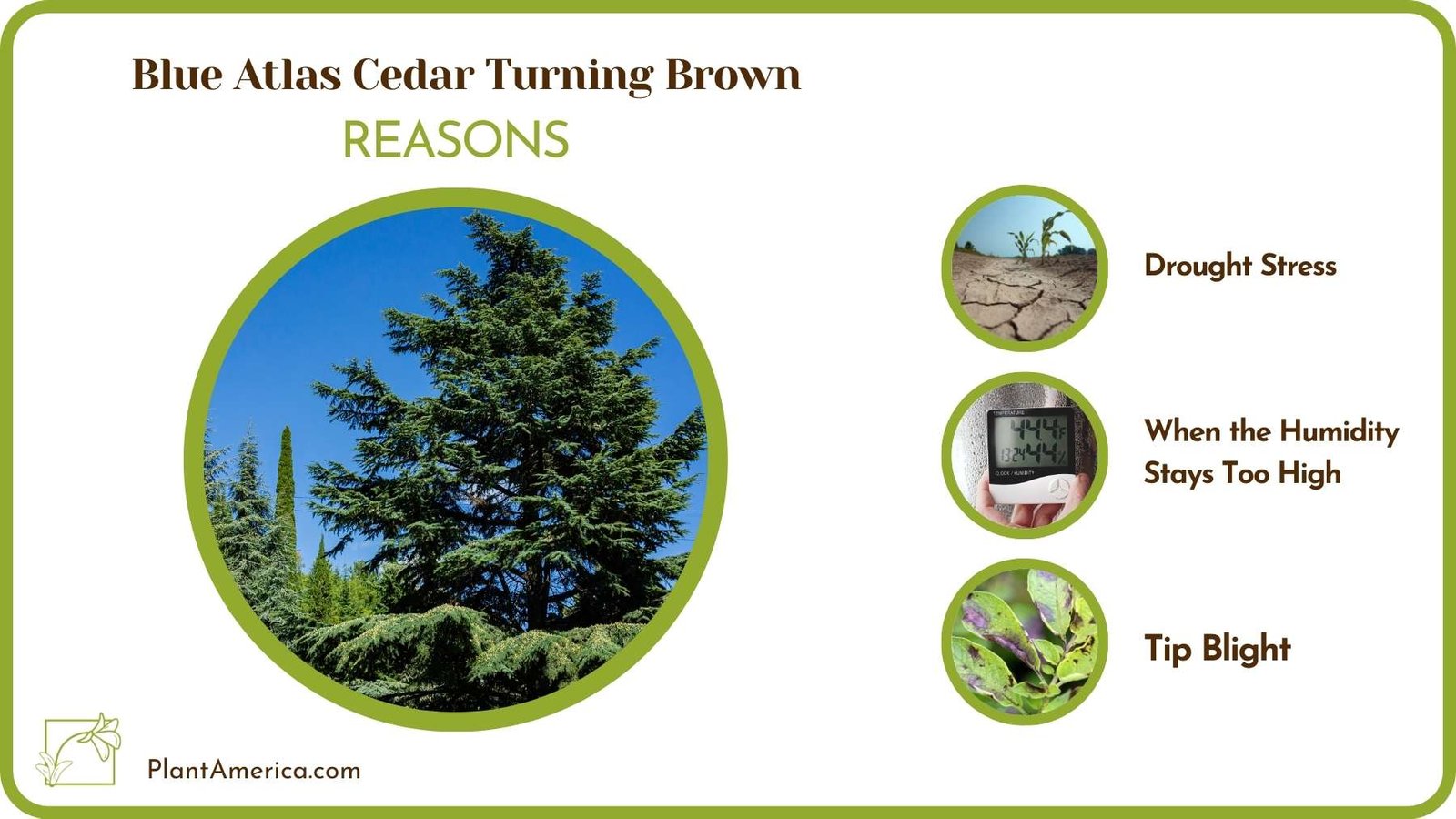 Why Blue Atlas Cedar Turning Brown Plant America