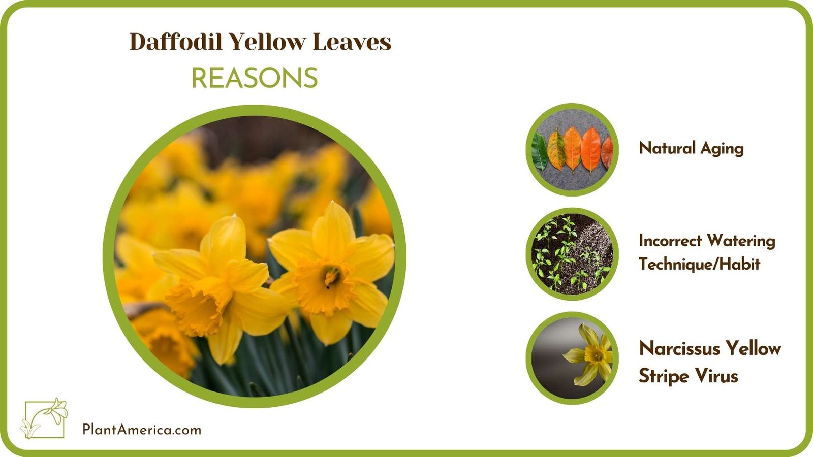 Why Daffodil Yellow Leaves Plant America Why Daffodil Yellow Leaves Plant America