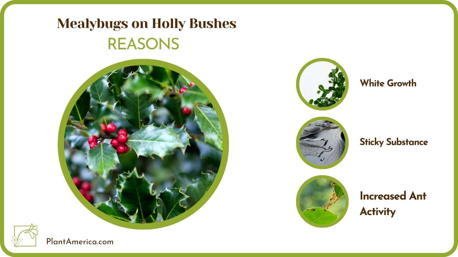Why Mealybugs on Holly Bushes Plant America