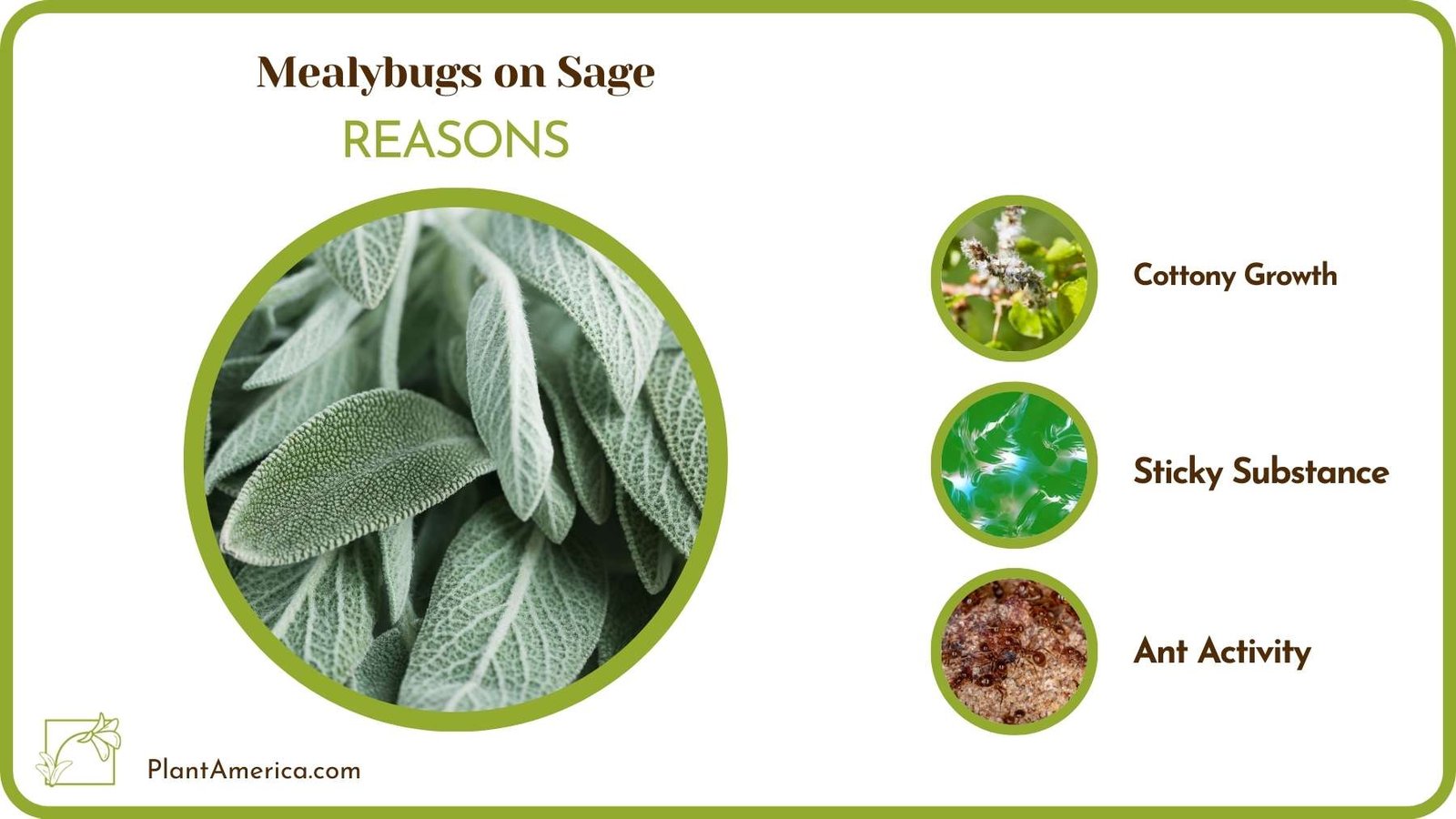 Why Mealybugs on Sage Plant America
