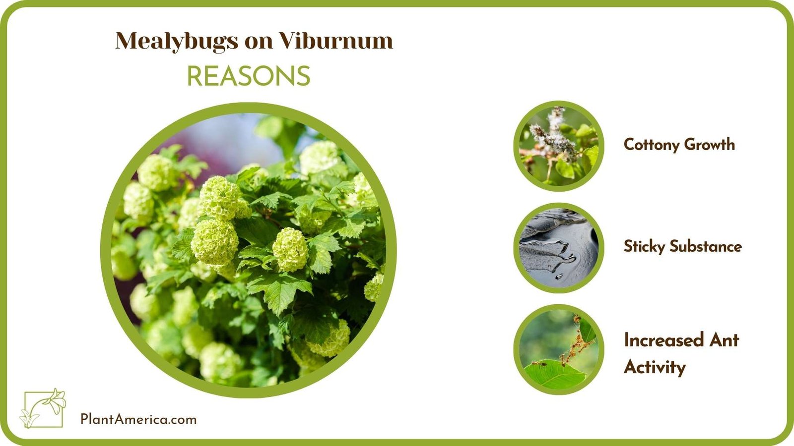 Why Mealybugs on Viburnum Plant America