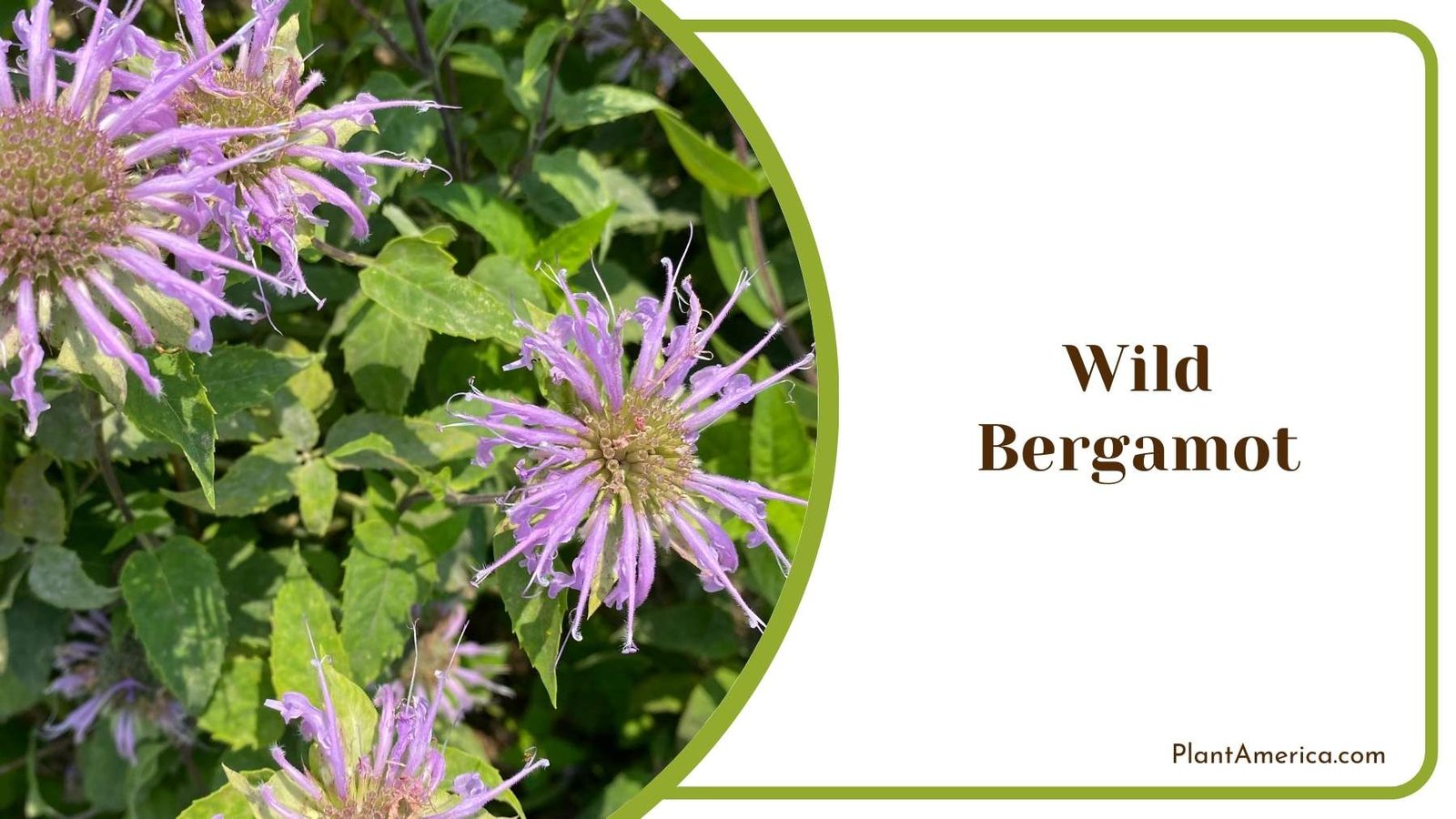 Wild Bergamot Plant Plant America