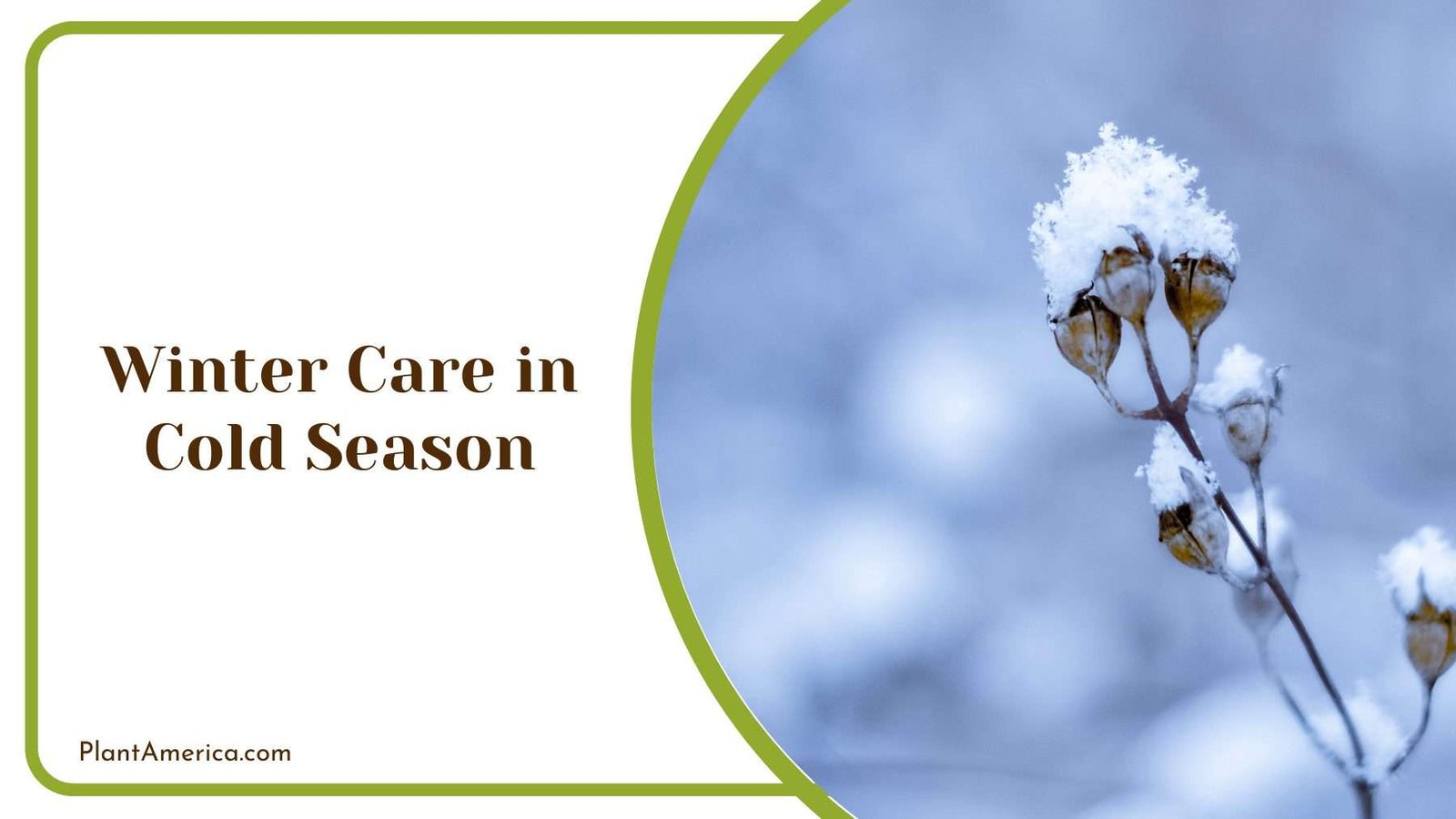 Winter Care in Cold Season Plant America