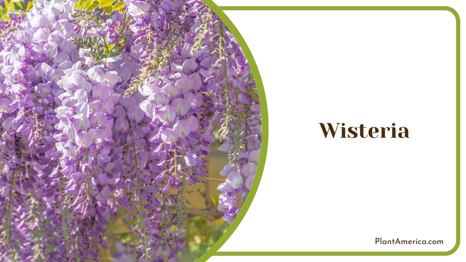 Wisteria Plant Plant America