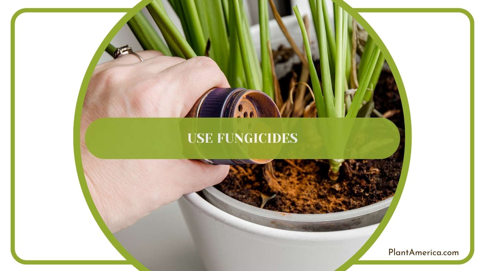 Woman Use Fungicides Plant America