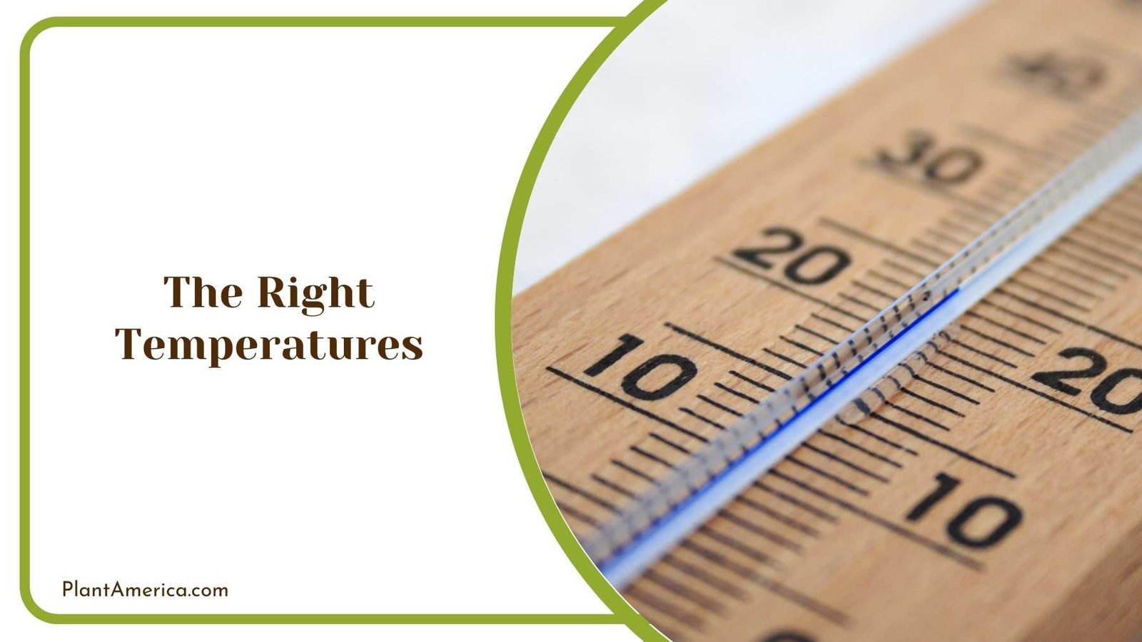 Wooden Thermometer On a White Background Plant America Wooden Thermometer On a White Background Plant America