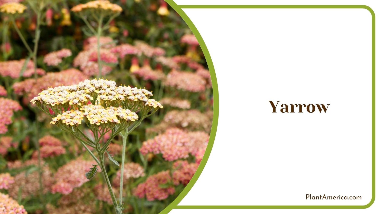 Yarrow Plant Plant America