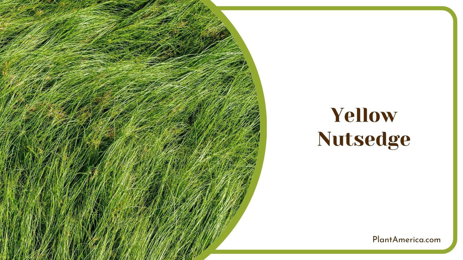 Yellow Nutsedge Plant America Yellow Nutsedge Plant America