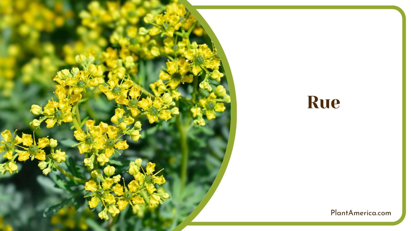 Yellow Rue Flower Plant America