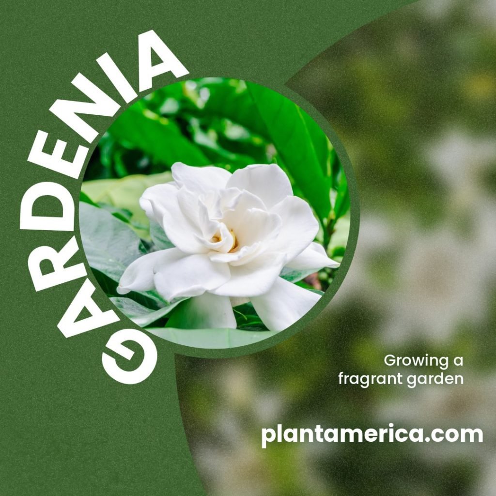 How to Grow Gardenias Successfully in Any Climate