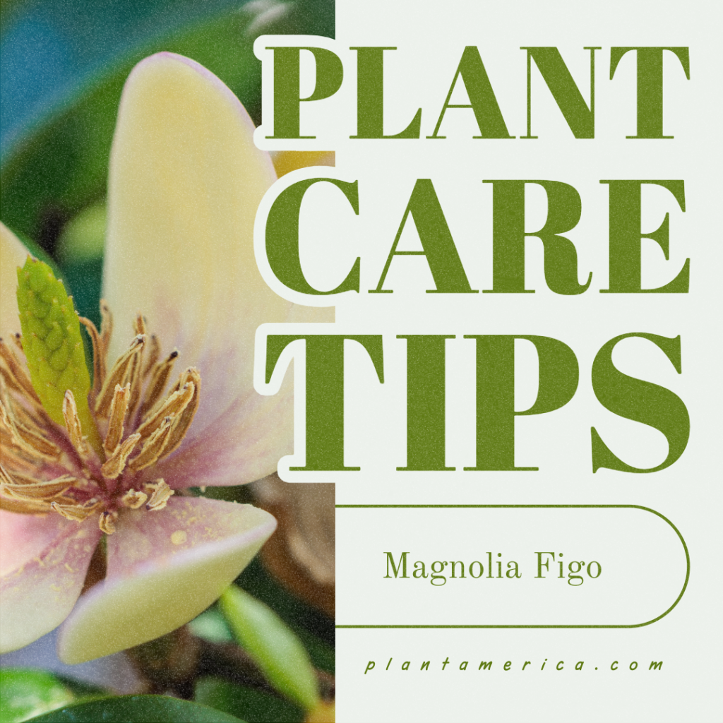 How To Grow Magnolia Figo Successfully in Your Garden