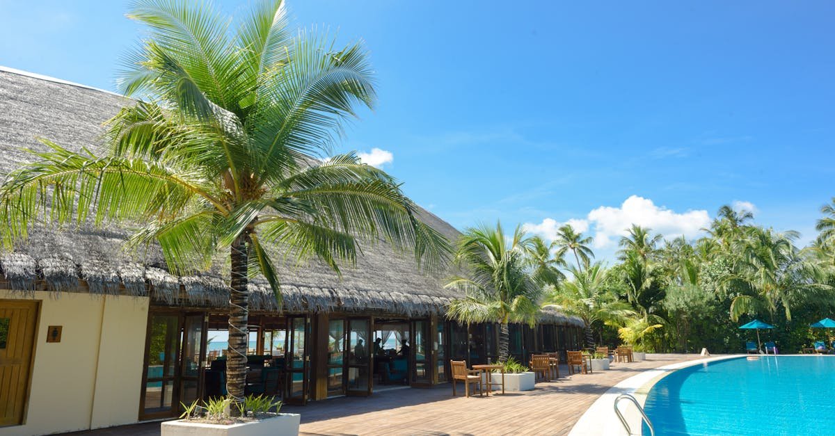 alocasia, south path blooms