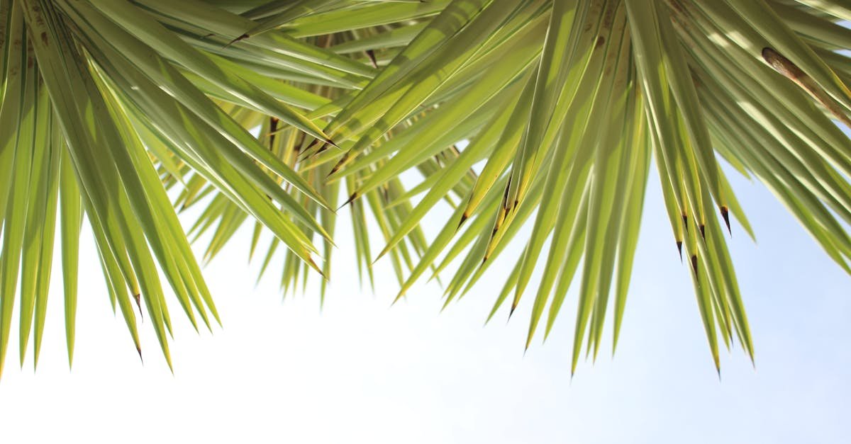 beautiful pendulous blooms, amazing plants discussed