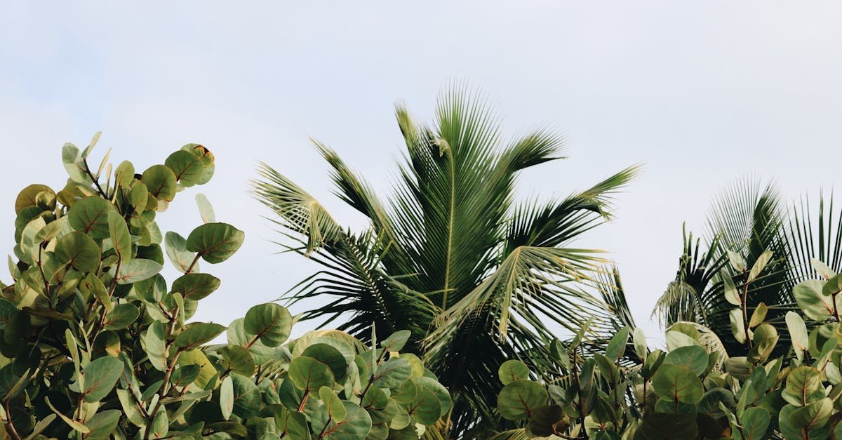 amazing plants discussed, tropical plants