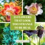25 Rare Tropical Flowers That Look Too Strange to Be Real